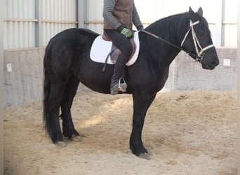 Friesen Mix, Stute, 4 Jahre, 158 cm, Rappe