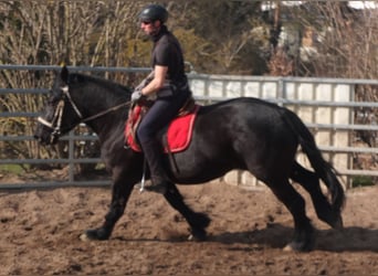 Friesen Mix, Stute, 4 Jahre, 158 cm, Rappe