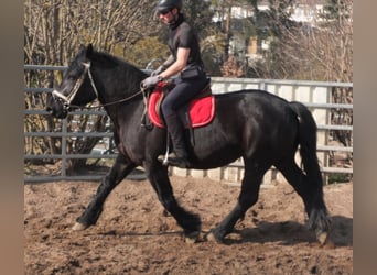 Friesen Mix, Stute, 4 Jahre, 158 cm, Rappe
