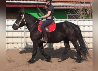 Friesen Mix, Stute, 4 Jahre, 158 cm, Rappe