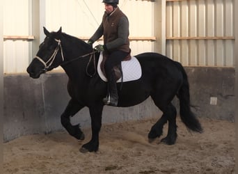 Friesen Mix, Stute, 4 Jahre, 158 cm, Rappe