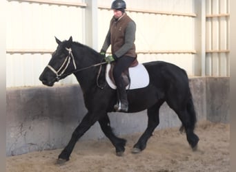 Friesen Mix, Stute, 4 Jahre, 158 cm, Rappe