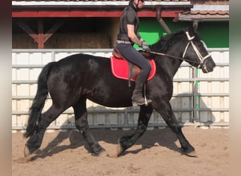 Friesen Mix, Stute, 4 Jahre, 158 cm, Rappe