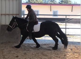 Friesen Mix, Stute, 4 Jahre, 158 cm, Rappe