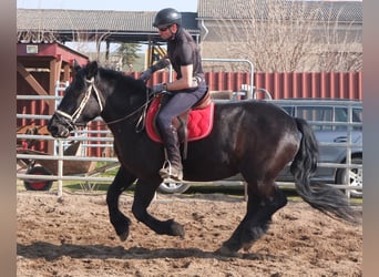 Friesen Mix, Stute, 4 Jahre, 158 cm, Rappe