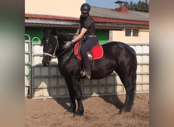 Friesen Mix, Stute, 4 Jahre, 158 cm, Rappe