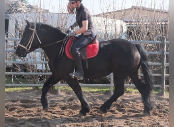 Friesen Mix, Stute, 4 Jahre, 158 cm, Rappe