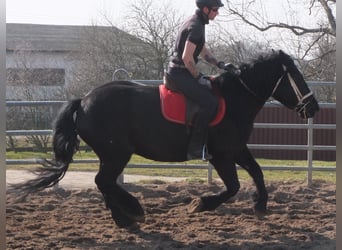 Friesen Mix, Stute, 4 Jahre, 158 cm, Rappe