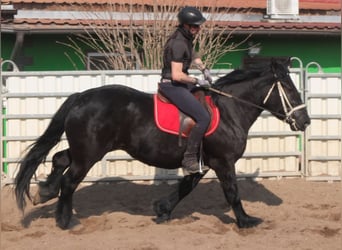 Friesen Mix, Stute, 4 Jahre, 158 cm, Rappe