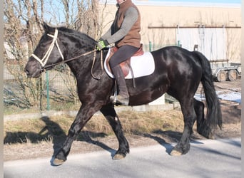 Friesen Mix, Stute, 4 Jahre, 158 cm, Rappe