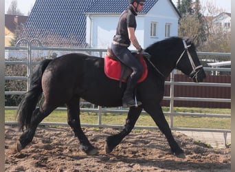 Friesen Mix, Stute, 4 Jahre, 158 cm, Rappe