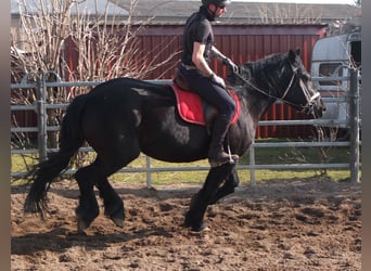 Friesen Mix, Stute, 4 Jahre, 158 cm, Rappe