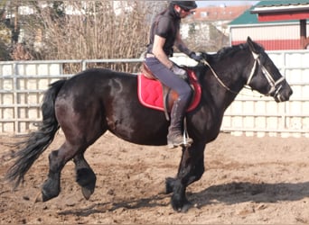 Friesen Mix, Stute, 4 Jahre, 158 cm, Rappe