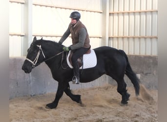 Friesen Mix, Stute, 4 Jahre, 158 cm, Rappe