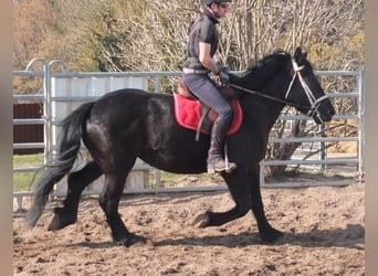 Friesen Mix, Stute, 4 Jahre, 158 cm, Rappe