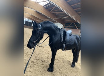 Friesen, Stute, 4 Jahre, 160 cm, Rappe