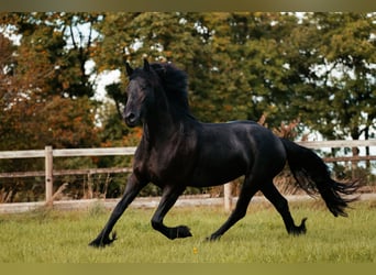 Friesen, Stute, 4 Jahre, 160 cm, Rappe