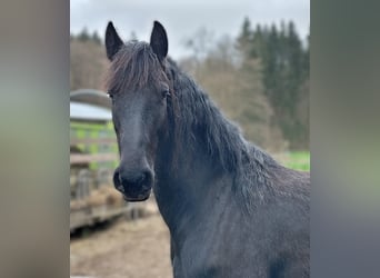 Friesen, Stute, 4 Jahre, 160 cm, Rappe