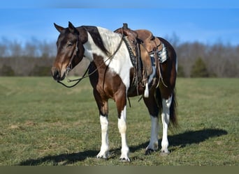 Friesen Mix, Stute, 4 Jahre, 160 cm