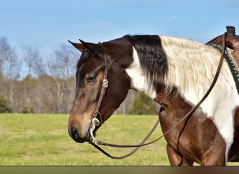 Friesen Mix, Stute, 4 Jahre, 160 cm