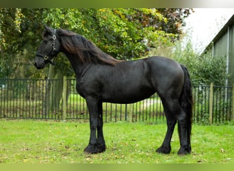 Friesen, Stute, 4 Jahre, 162 cm