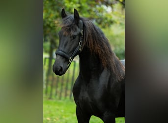 Friesen, Stute, 4 Jahre, 162 cm