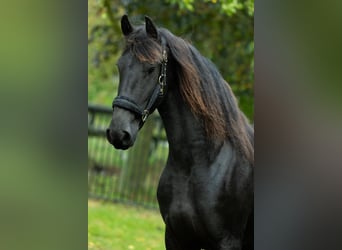 Friesen, Stute, 4 Jahre, 162 cm