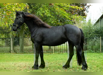 Friesen, Stute, 4 Jahre, 162 cm