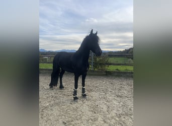 Friesen, Stute, 4 Jahre, 162 cm, Rappe