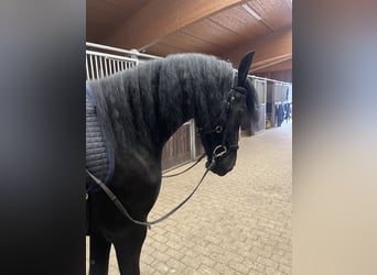 Friesen, Stute, 4 Jahre, 162 cm, Rappe