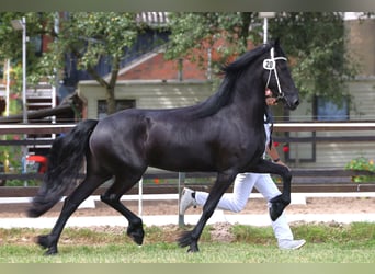 Friesen, Stute, 4 Jahre, 162 cm, Rappe