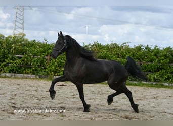 Friesen, Stute, 4 Jahre, 163 cm, Rappe