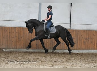 Friesen, Stute, 4 Jahre, 163 cm, Rappe