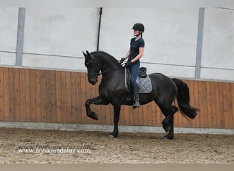 Friesen, Stute, 4 Jahre, 163 cm, Rappe