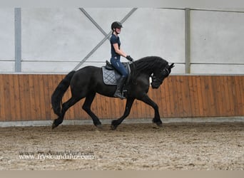 Friesen, Stute, 4 Jahre, 163 cm, Rappe