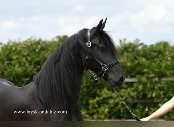 Friesen, Stute, 4 Jahre, 163 cm, Rappe