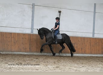 Friesen, Stute, 4 Jahre, 163 cm, Rappe