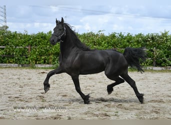 Friesen, Stute, 4 Jahre, 163 cm, Rappe