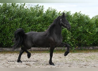 Friesen, Stute, 4 Jahre, 163 cm, Rappe