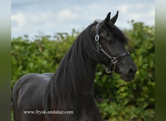 Friesen, Stute, 4 Jahre, 163 cm, Rappe
