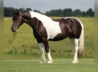Friesen, Stute, 4 Jahre, 163 cm, Tobiano-alle-Farben