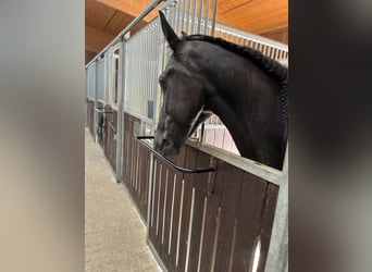 Friesen, Stute, 4 Jahre, 164 cm, Rappe
