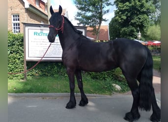 Friesen, Stute, 4 Jahre, 165 cm, Rappe