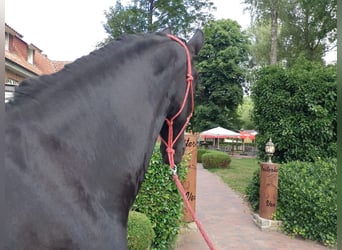 Friesen, Stute, 4 Jahre, 165 cm, Rappe