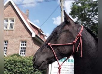 Friesen, Stute, 4 Jahre, 165 cm, Rappe