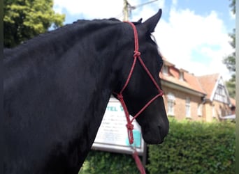 Friesen, Stute, 4 Jahre, 165 cm, Rappe