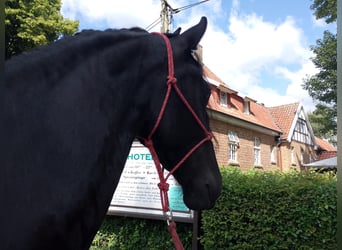 Friesen, Stute, 4 Jahre, 165 cm, Rappe