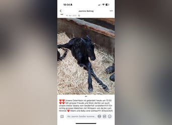 Friesen, Stute, 4 Jahre, 165 cm, Rappe