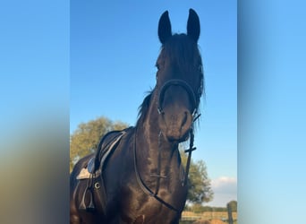 Friesen, Stute, 4 Jahre, 165 cm, Rappe