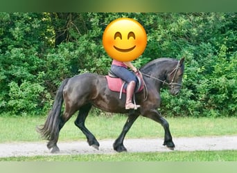 Friesen, Stute, 4 Jahre, 165 cm, Rappe